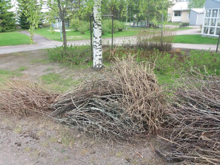 Maassa iso kasa pensaan oksia ja risuja.